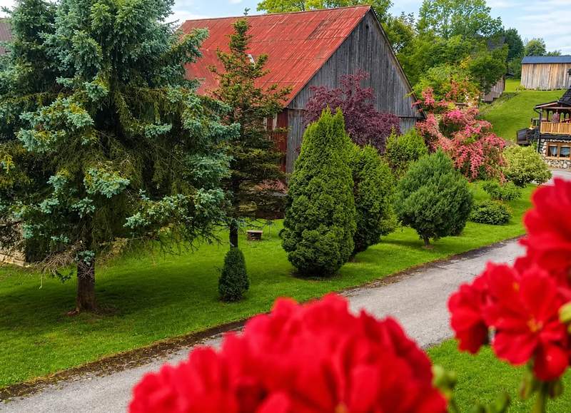 Wiosenny zielony ogród z kwitnącymi pelargoniami i drewnianą stodołą